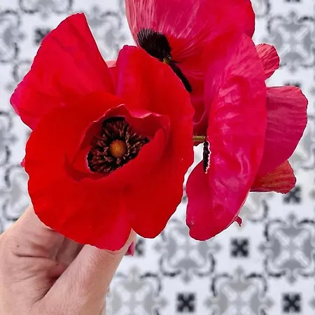 Appartement Casa Delicosta- 2 Flat With Garden, 15 Min From *